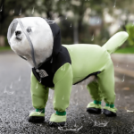 dog-in-the-rain